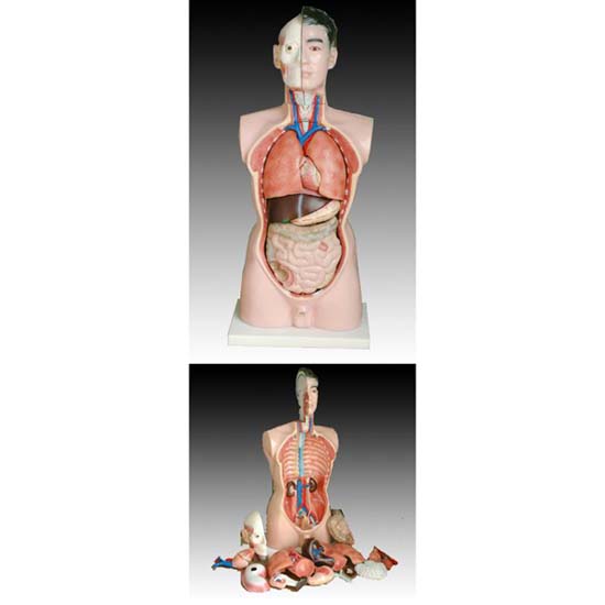 男性軀幹模型